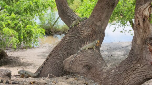 Creciente del río Sinaloa desplaza a iguanas en Guasave; Ecología pide no alimentarlas ni capturarlas