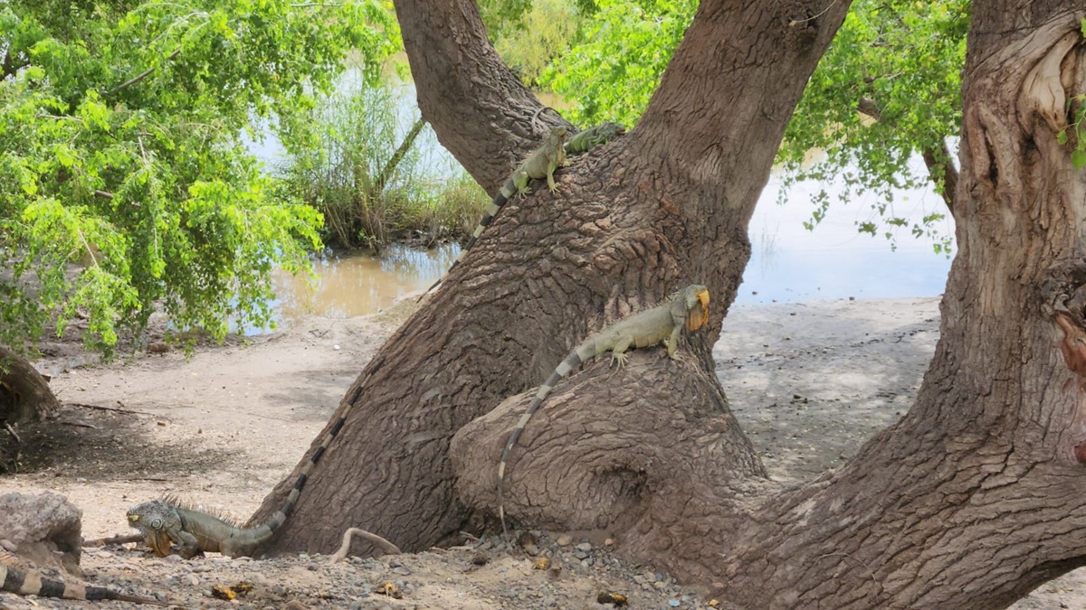 Llevan alimento a iguanas del Malecón de Guasave