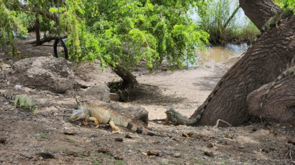 Alimentar a las iguanas del Malecón en Guasave, un atractivo para estas vacaciones