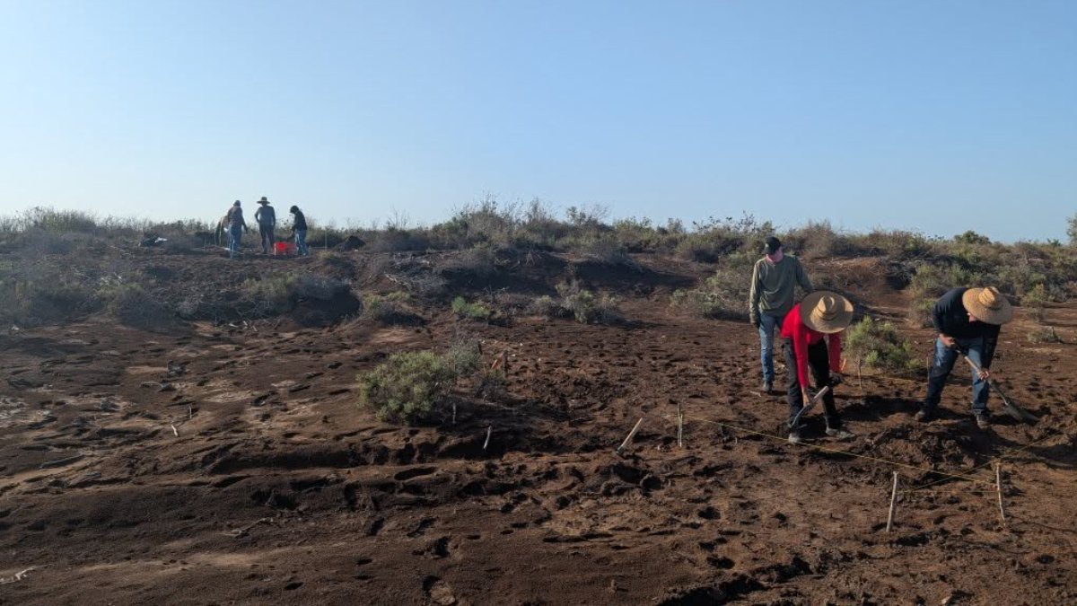 Descubren el primer crematorio prehispánico infantil en Guasave