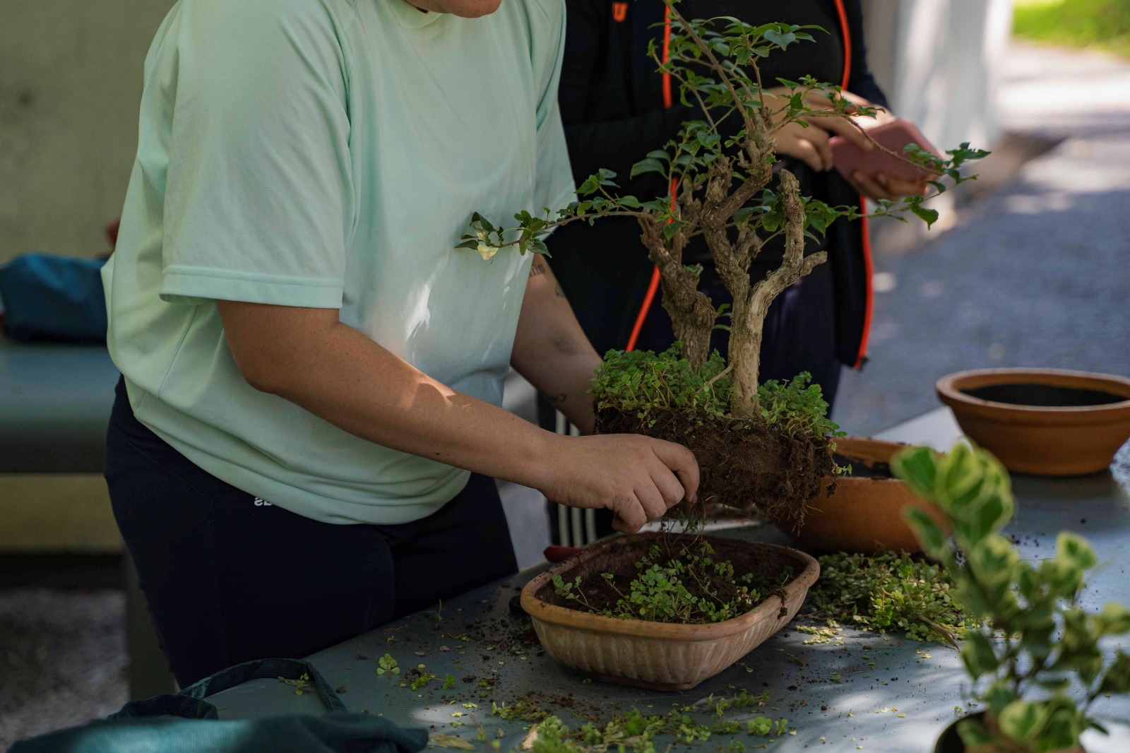 Invitan al Club Bonsái del Jardín Botánico Culiacán