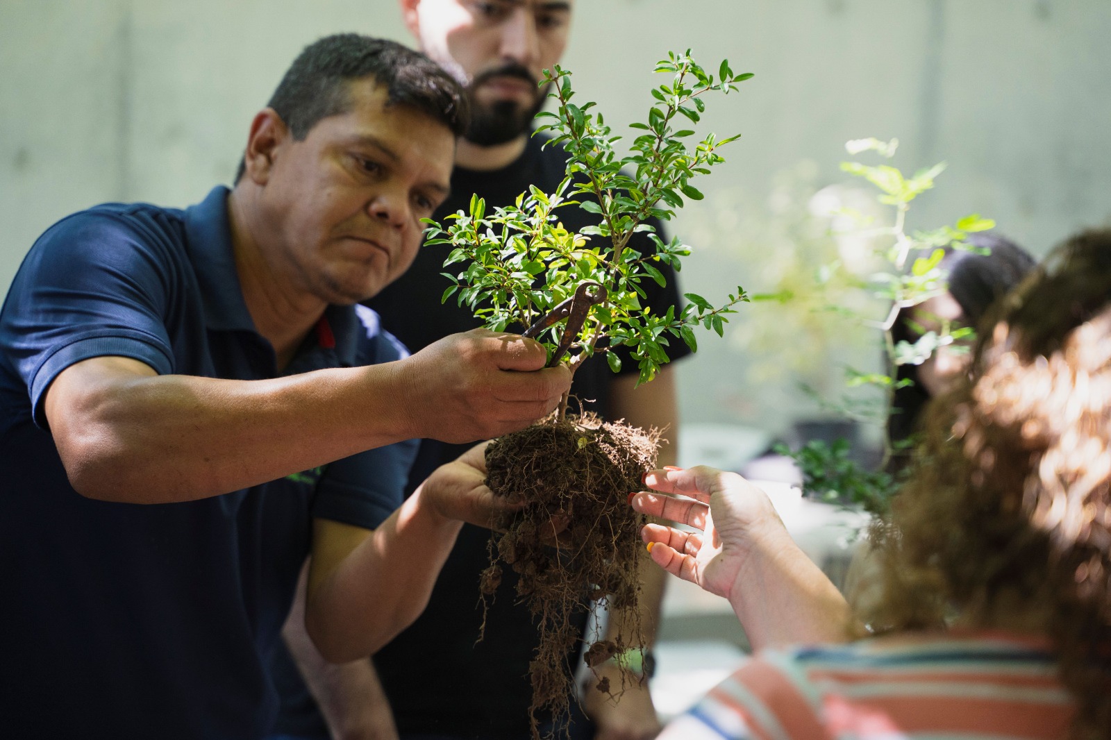 Invitan al Club Bonsái del Jardín Botánico Culiacán