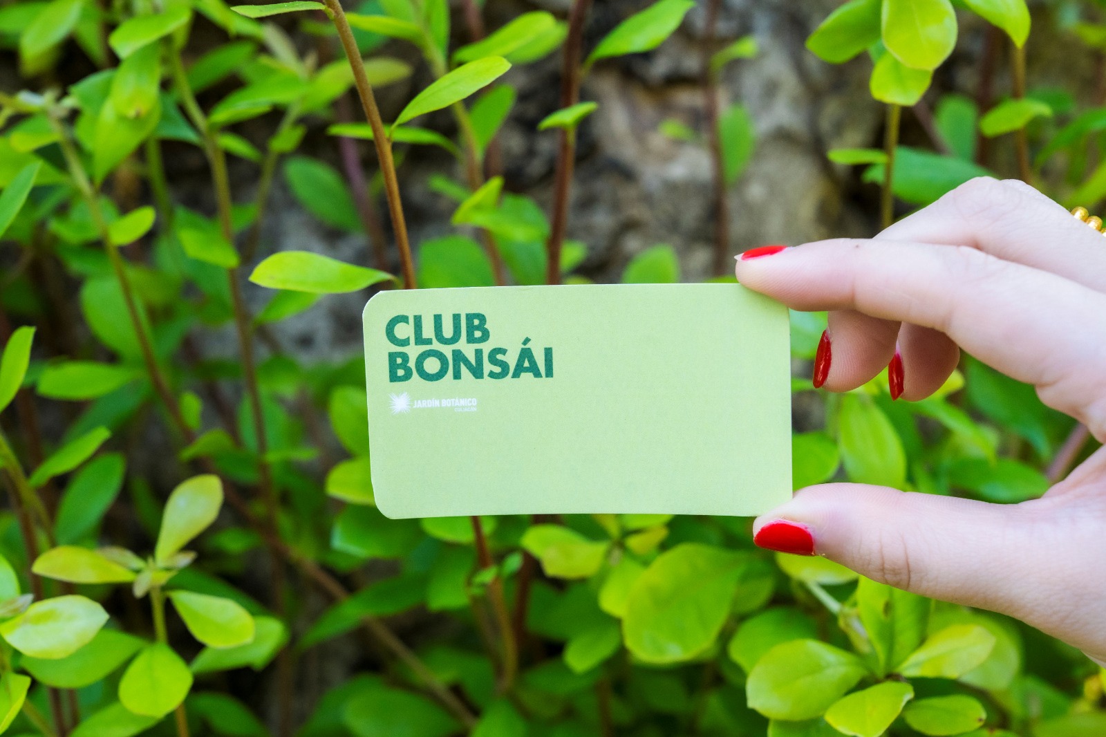 Invitan al Club Bonsái del Jardín Botánico Culiacán