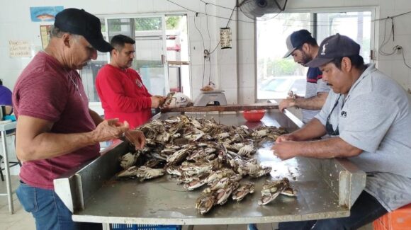 Con entusiasmo pescadores emprenden captura de jaiba; el promedio oscila entre 50 a 80 kilos por embarcación