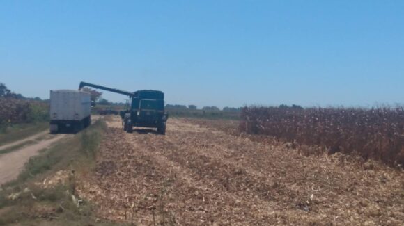 Esquema actual de comercialización de maíz no garantiza rentabilidad para los productores: COUC