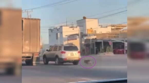 Movimiento Ciudadano condena maltrato animal en Guamúchil y propone fortalecer protección institucional