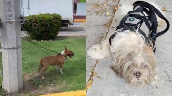 Repuntan casos de maltrato animal en Mazatlán: dos nuevos casos en un solo día sacuden a la ciudad este lunes