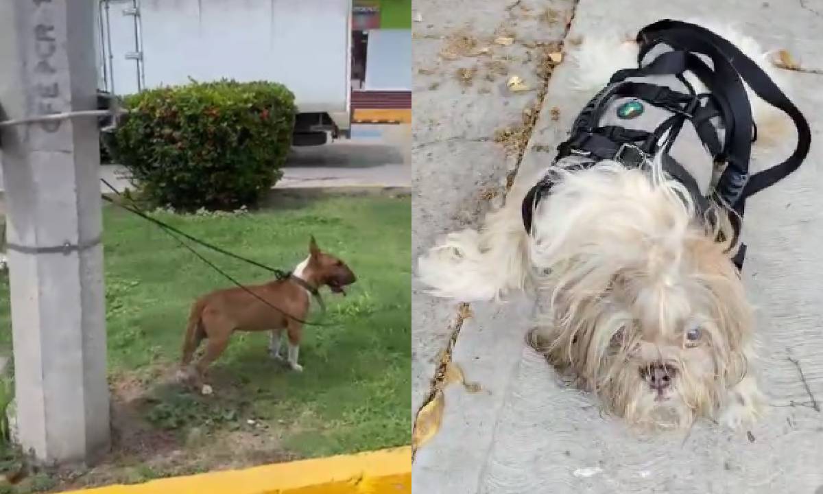 Repuntan casos de maltrato animal en Mazatlán: dos nuevos casos en un solo día sacuden a la ciudad este lunes