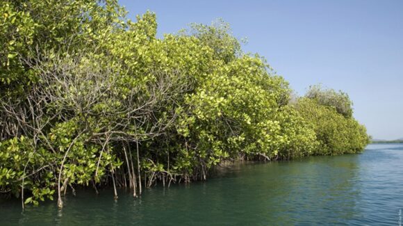 Sinaloa, entre los estados con más extensión de Manglares, ¿Por qué es importante preservar los bosques del mar?