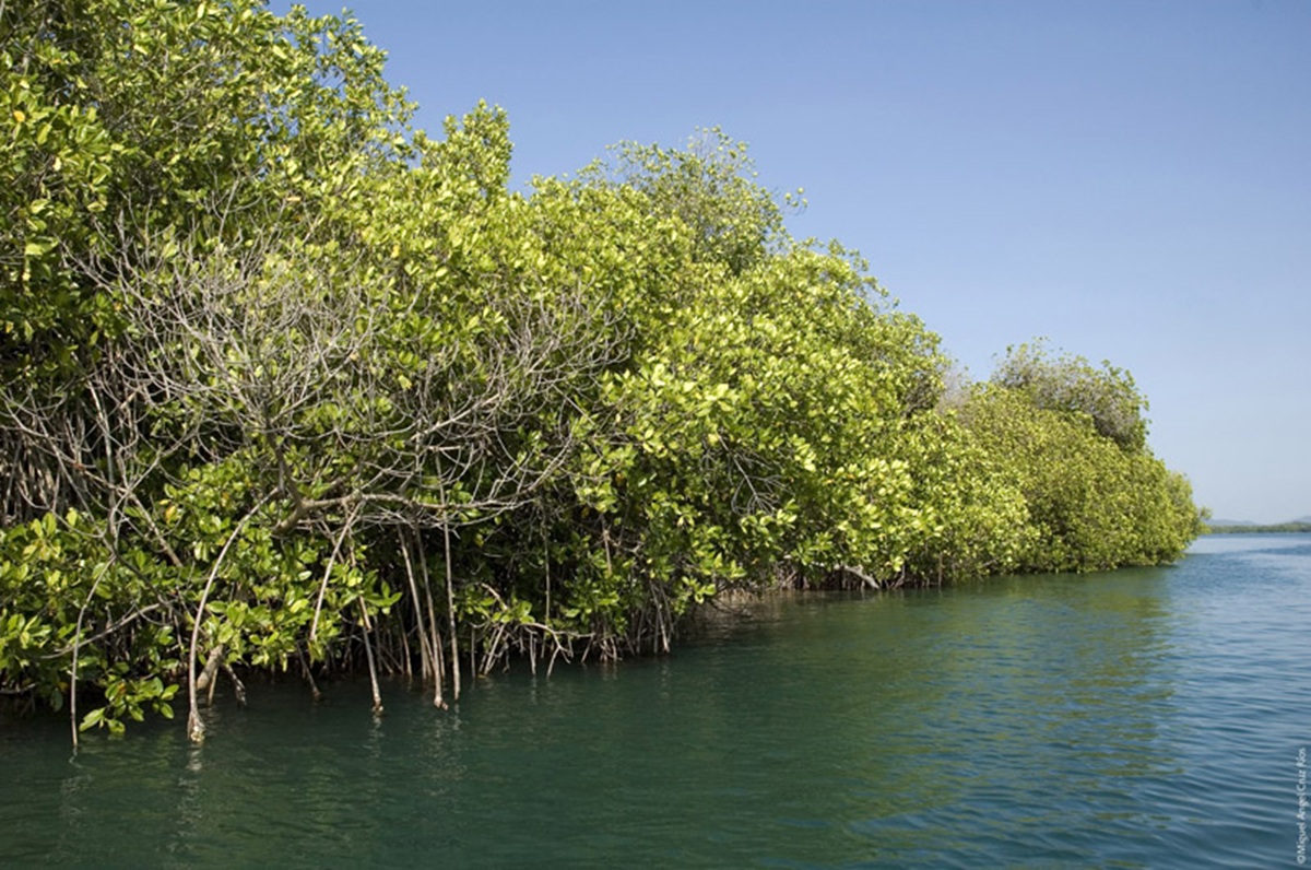Manglar en Angostura, Sinaloa