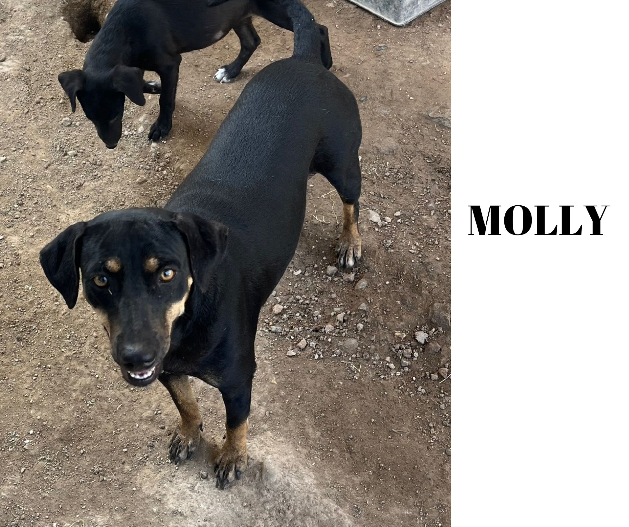 molly