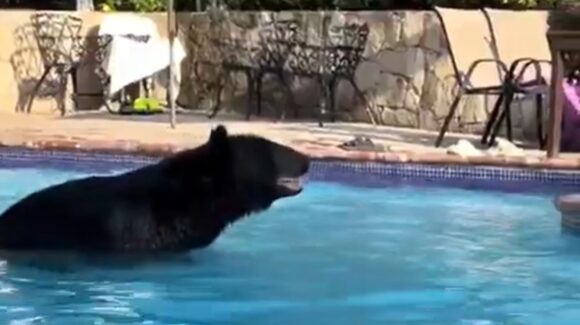 Video viral: ¡Al agua! Oso se refresca en alberca de un hotel en Nuevo León