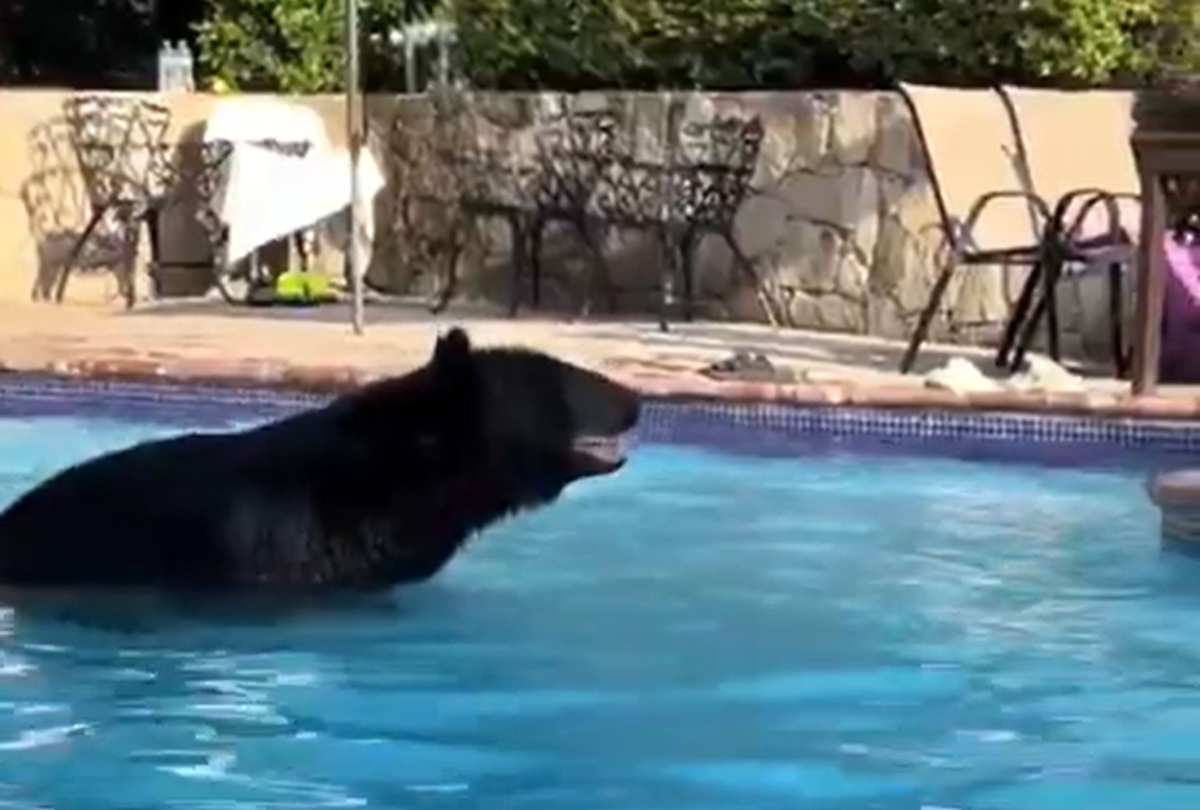 Oso en la alberca en Nuevo León