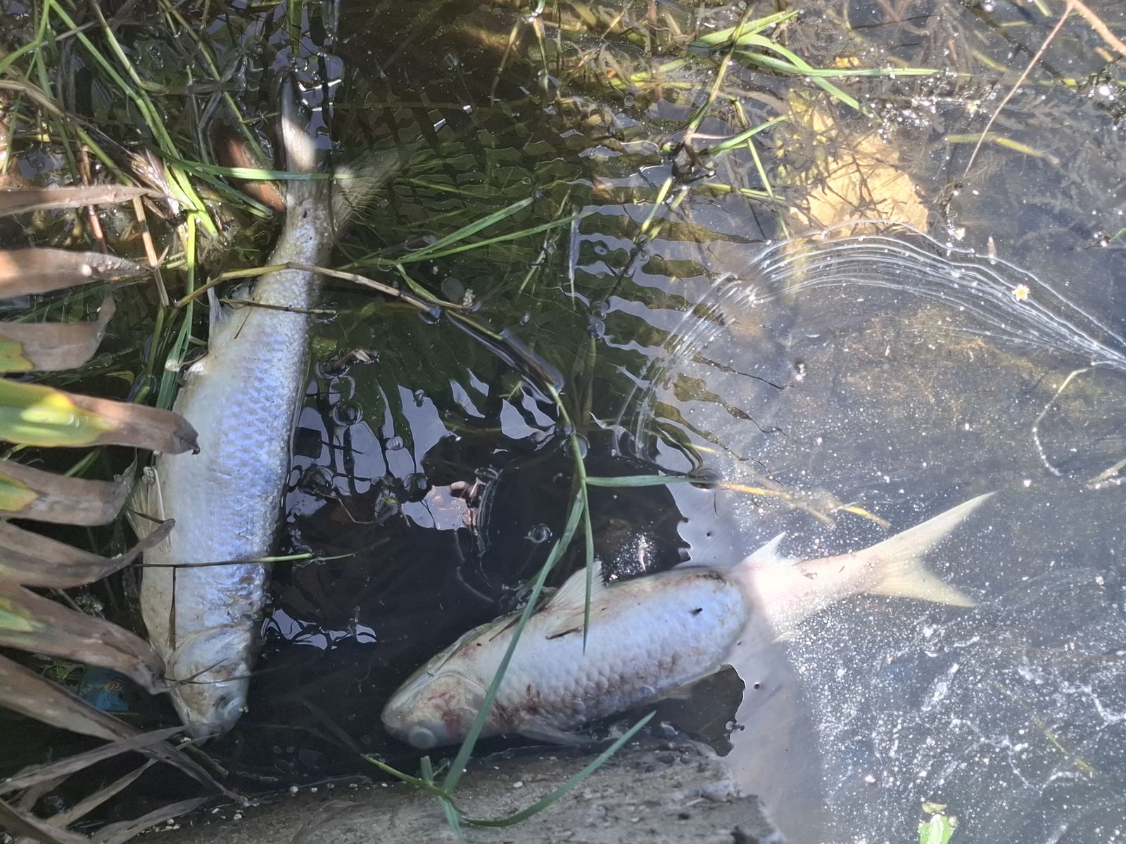 Peces muertos en la Laguna del Camarón, en Mazatlán