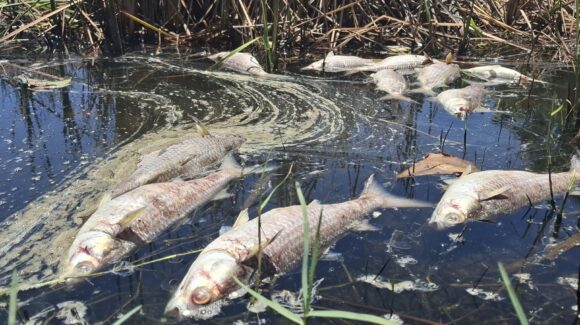 Peces en la Laguna del Camarón, en Mazatlán, pudieron haber muerto por aguas negras: MazConciencia