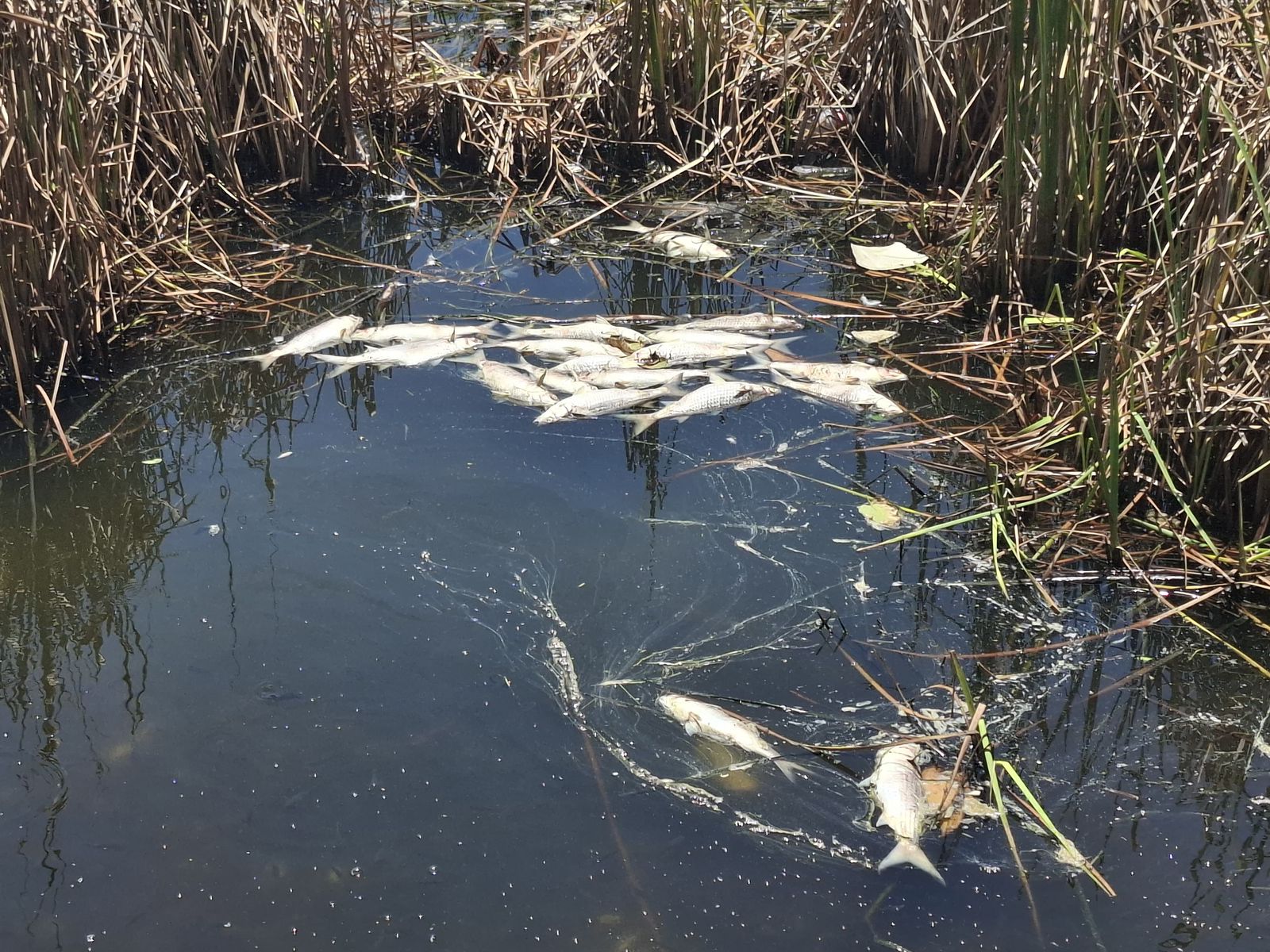 Peces muertos en la Laguna del Camarón, en Mazatlán
