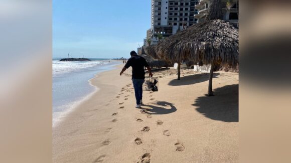 Turnan a Profepa el caso del pelícano lastimado en playa Camarón Sábalo de Mazatlán