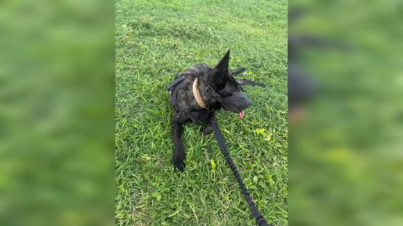 Chaese, perrita rescatista busca esperanza en Mazatlán; Colectivo lanza llamado solidario