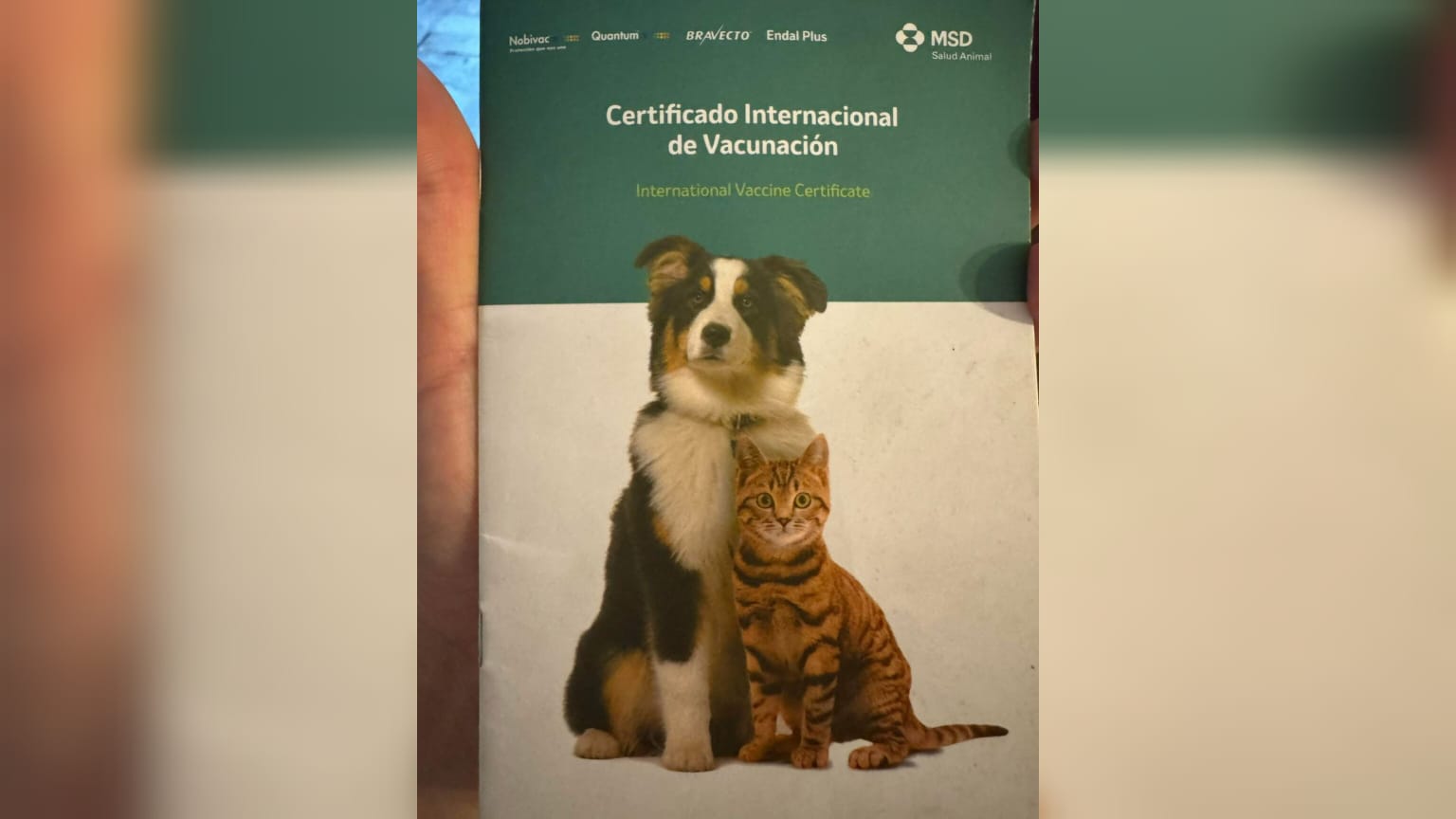 perrita chaese rescatista mazatlan croquetas