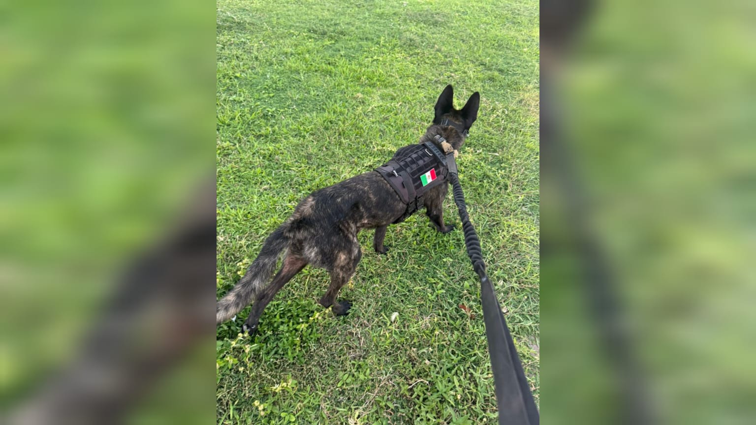 perrita chaese rescatista mazatlan