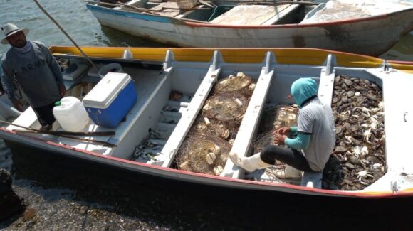 Autorizan un mes más las capturas de jaiba en Sinaloa y Sonora; hasta el 1 de junio se iniciará la veda en esta especie