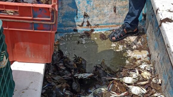 De mal en peor la temporada de jaiba en Guasave; precio se mantiene y captura en picada