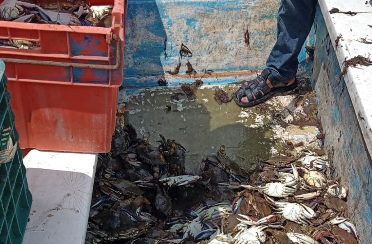 De mal en peor la temporada de jaiba en Guasave; precio se mantiene y captura en picada