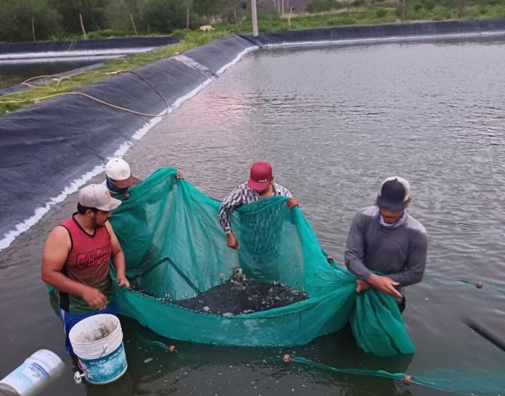 La resiembra de un millón de alevines en la presa Huites genera confianza a pescadores de mejores tiempos