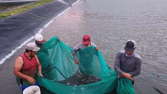La resiembra de un millón de alevines en la presa Huites genera confianza a pescadores de mejores tiempos