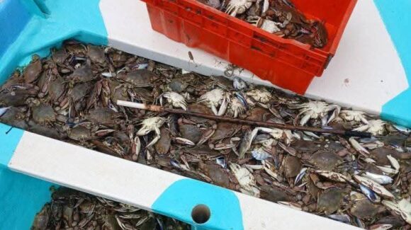 Se alistan pescadores para que la jaiba repunte en sus volúmenes de capturas ahora en agosto y septiembre
