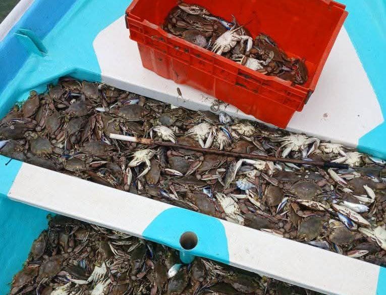 Pesca de jaiba