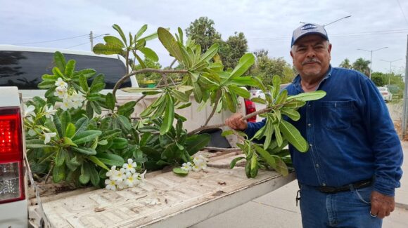Lluvias traen vida verde a Guasave: Ecología entrega miles de plantas a escuelas