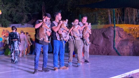 Al estilo del Rey León, el Zoológico de Culiacán presentó a sus nuevos integrantes, cuatro tigritos de bengala 