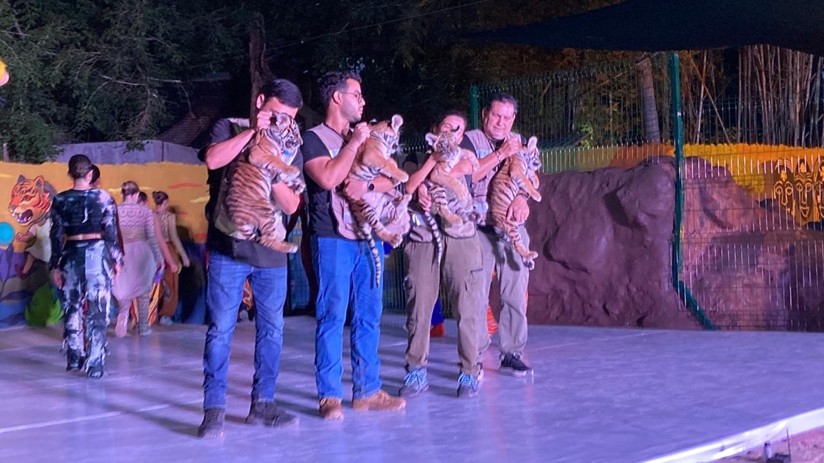 Presentan a cuatro tigritos en el Zoológico de Culiacán