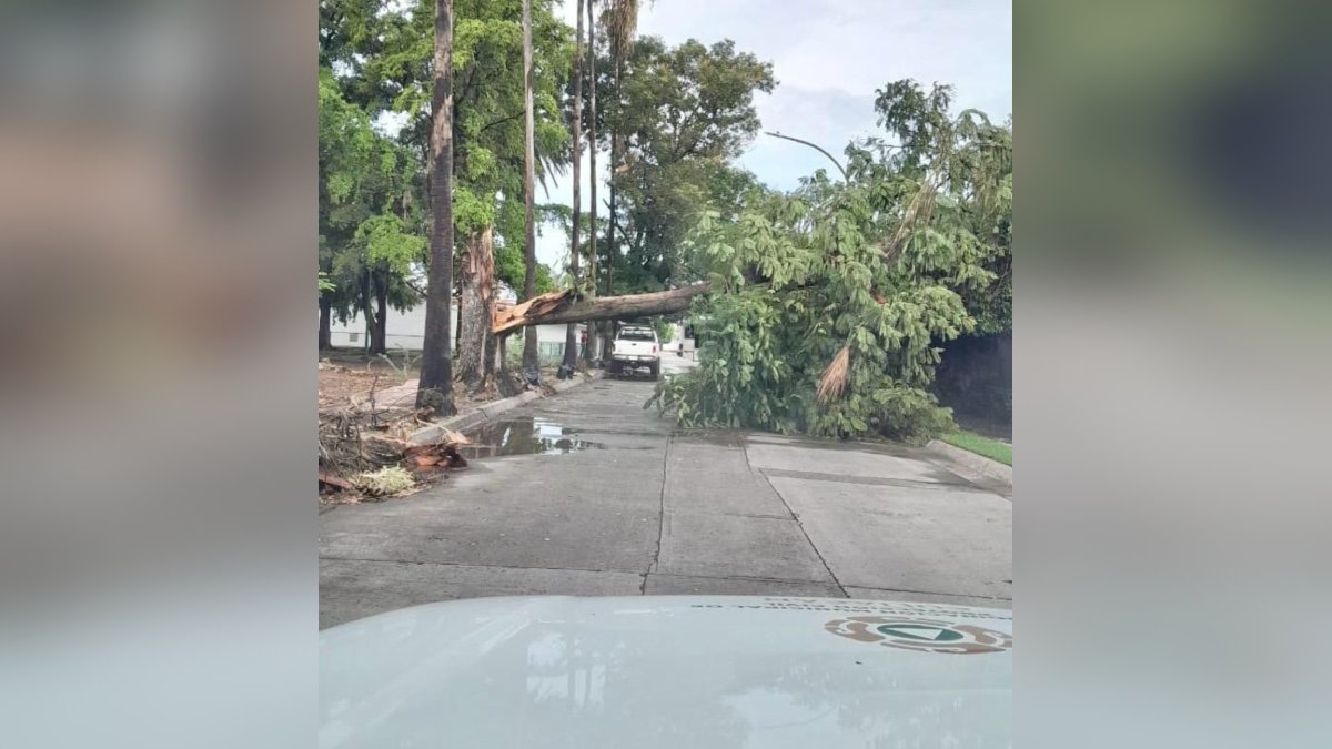 Árbol caído tras fuerte lluvia