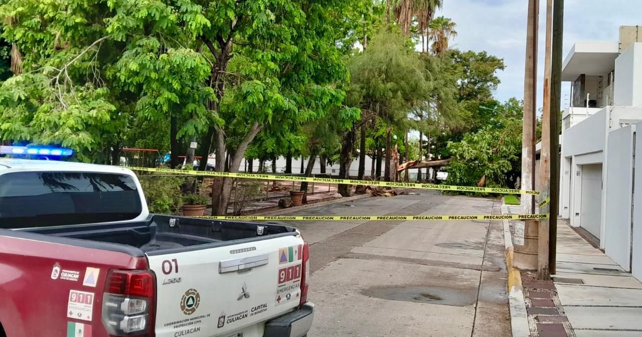 Árbol caído tras fuerte lluvia