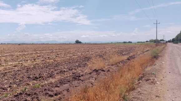 “Nadie se quiere hacer responsable”: Suman 7 expedientes por quema de soca en Guasave