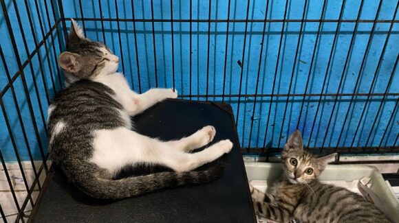 ¡Échales una patita! Amigos de los Animales en Mazatlán necesitan voluntarios y donaciones