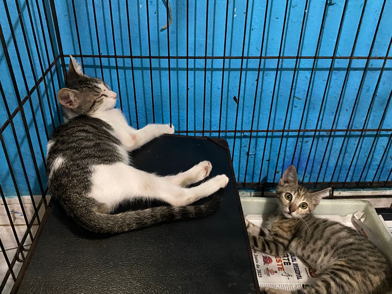 Refugio Amigos de los Animales en Mazatlán necesita donaciones