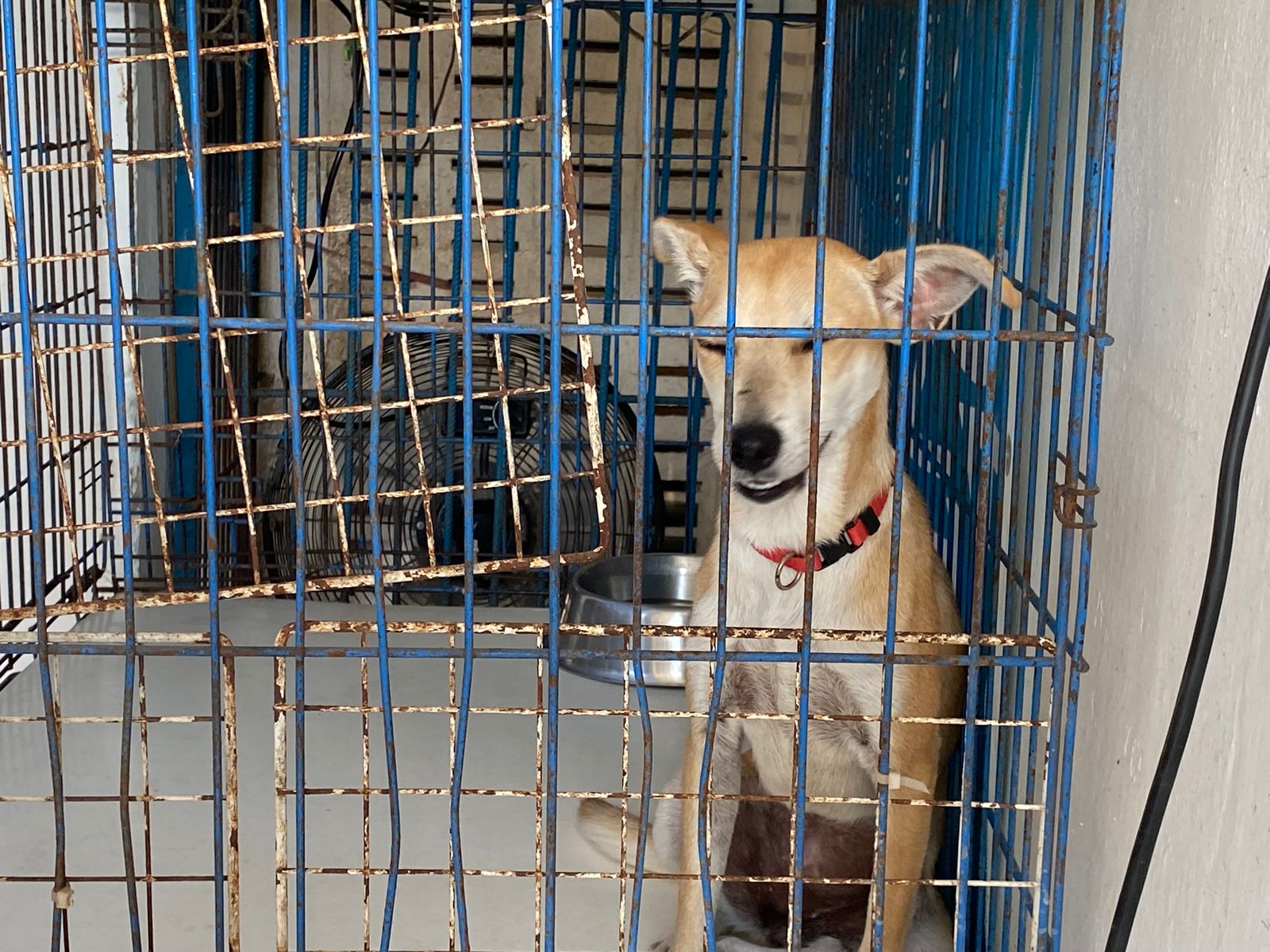 Refugio Amigos de los Animales en Mazatlán necesita donaciones