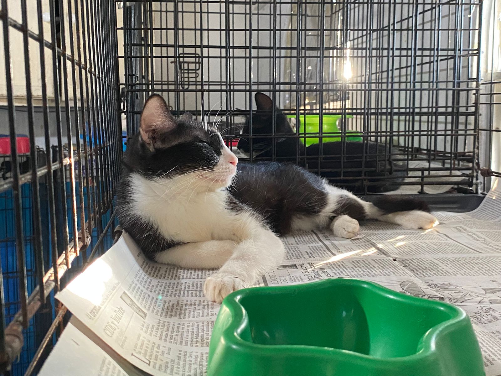 Refugio Amigos de los Animales en Mazatlán necesita donaciones