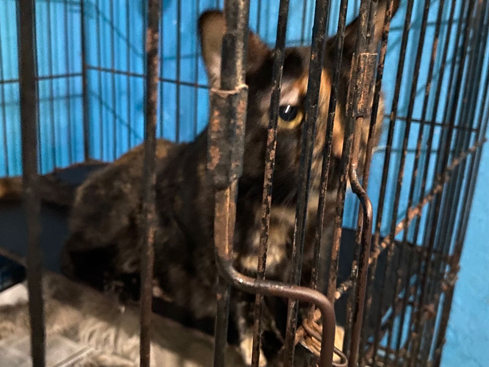 Refugio Amigos de los Animales en Mazatlán necesita donaciones