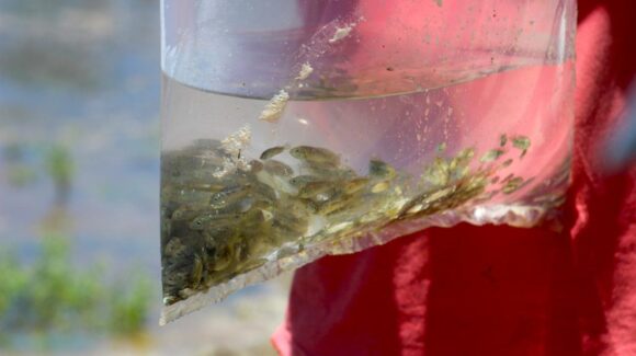 Pesca comercial puede ser sustentable con un centro reproductor en cada presa: Productora