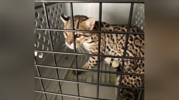 Felino silvestre herido es rescatado por familia en Concordia y atendido por el Gran Acuario Mazatlán
