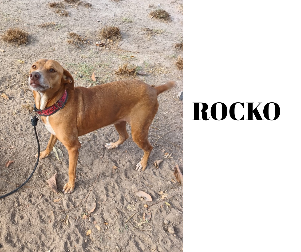 rocko