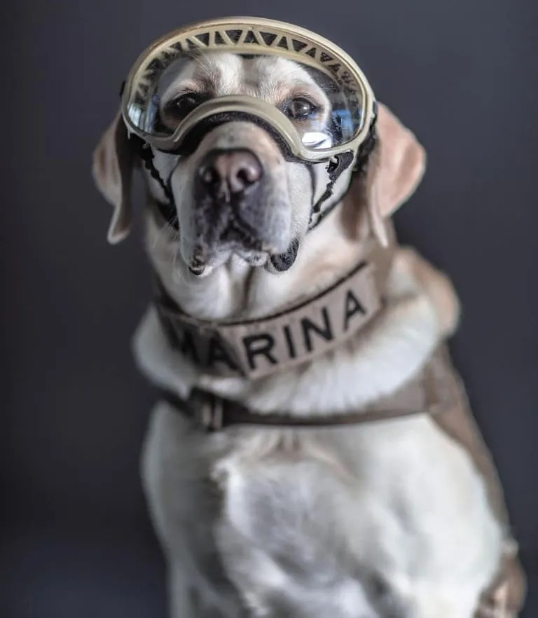 semar rinde homenaje a sus binomios caninos purina