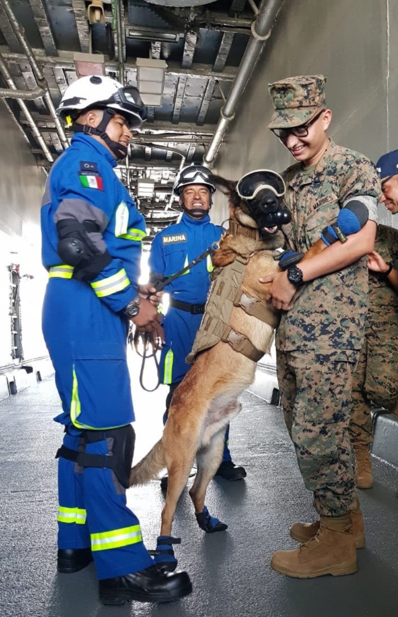 semar rinde homenaje a sus binomios caninos su dia