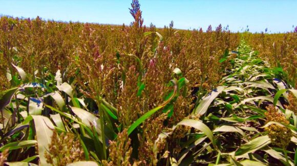 Sin precios el cacahuate y el ajonjolí; piden a productores de El Fuerte, Sinaloa, tener paciencia