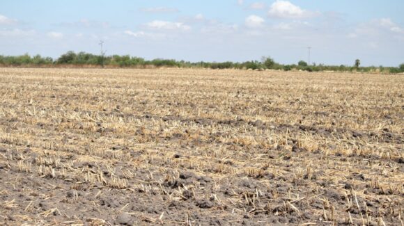 “Ni parece que llovió, los surcos estaban secos”; lluvia trae esperanza a productores de Guasave