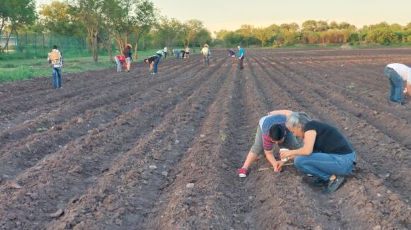 Guamúchil tendrá su primer campo de cempasúchil como nuevo atractivo turístico
